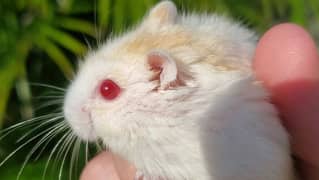 Double Coated Hamster White with Red Eyes