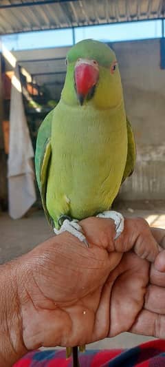 Tame Ringneck