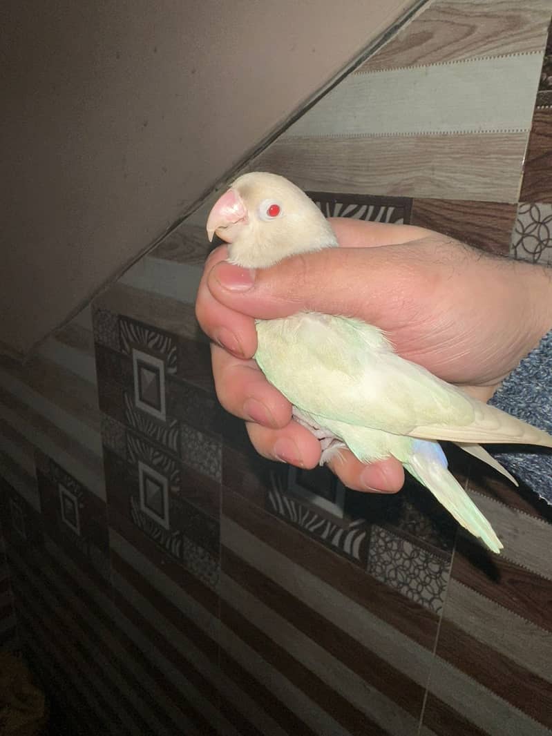 Love Birds/Castino/Strata off-line/Criminal/parrots/albino/bird 4