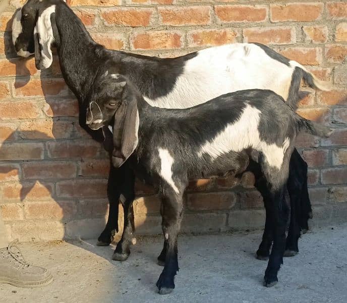 Desi bakri sath 1 male Bacha + Desi teddy cross bachy 3