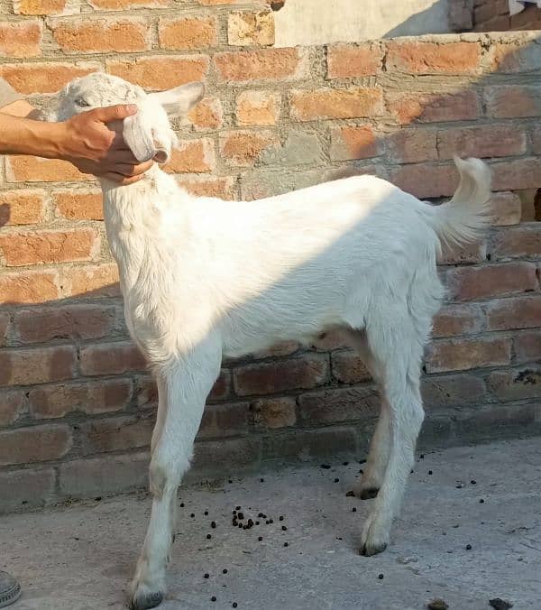 Desi bakri sath 1 male Bacha + Desi teddy cross bachy 8