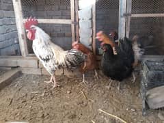 Golden Misri hens egg laying for sale