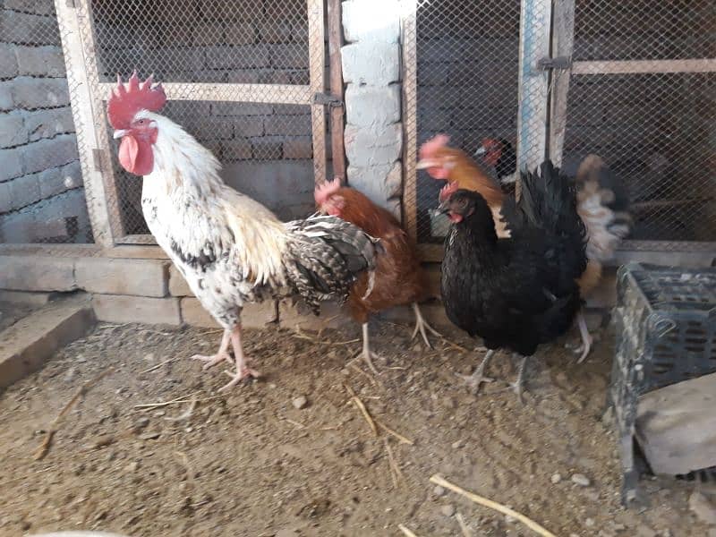 Golden Misri hens egg laying for sale 0