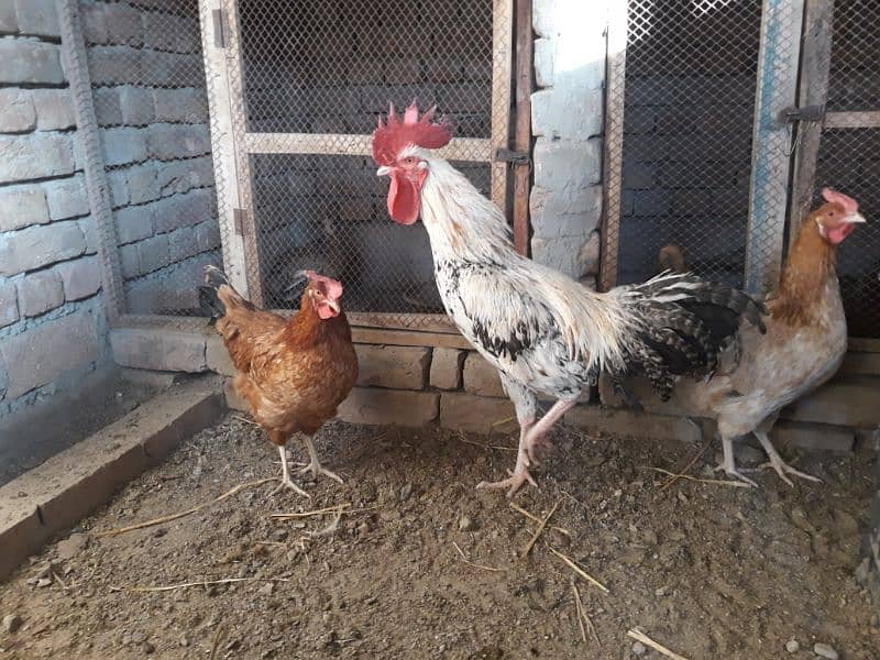 Golden Misri hens egg laying for sale 1