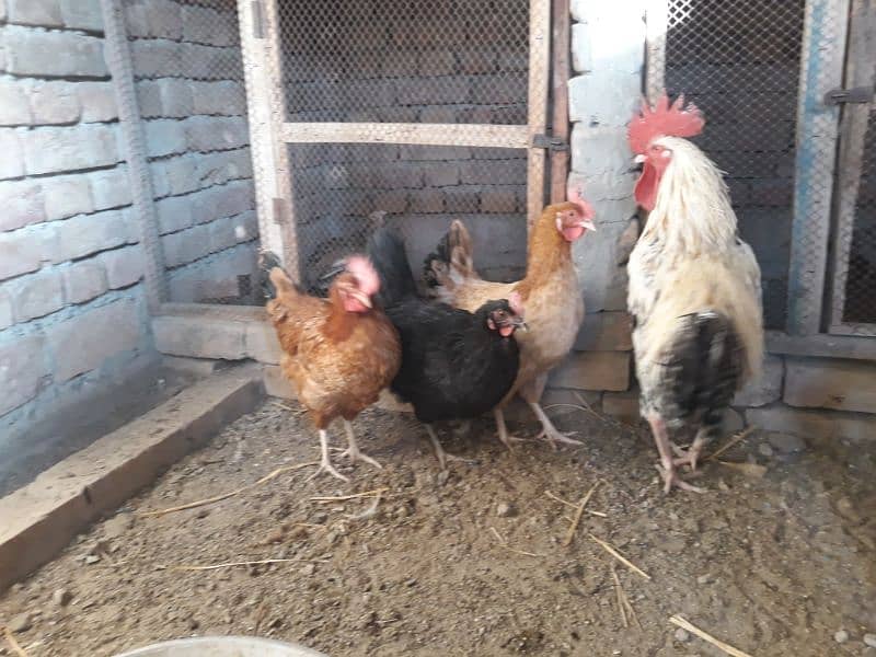 Golden Misri hens egg laying for sale 2