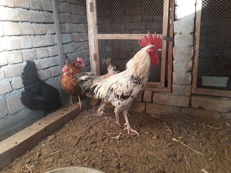 Golden Misri hens egg laying for sale 3