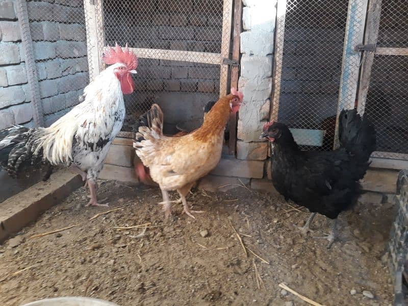 Golden Misri hens egg laying for sale 4