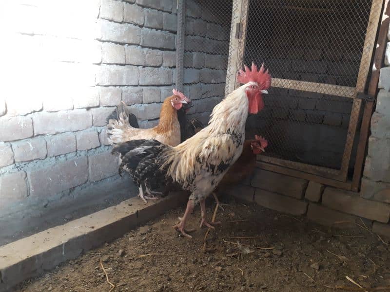 Golden Misri hens egg laying for sale 5