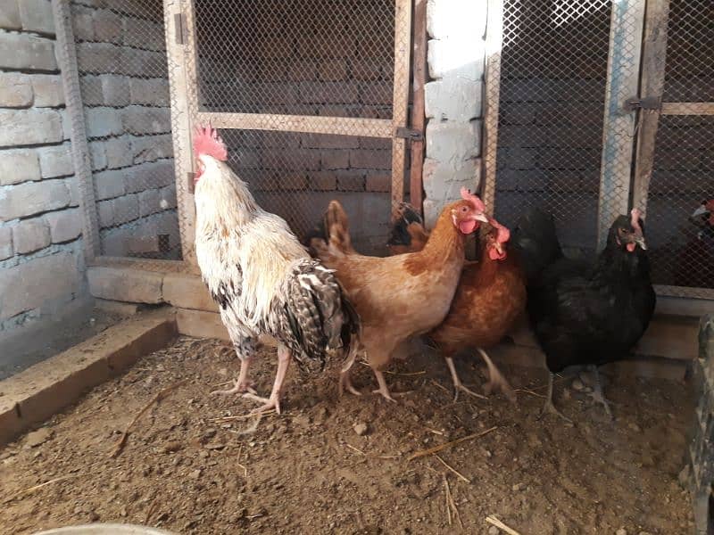 Golden Misri hens egg laying for sale 6