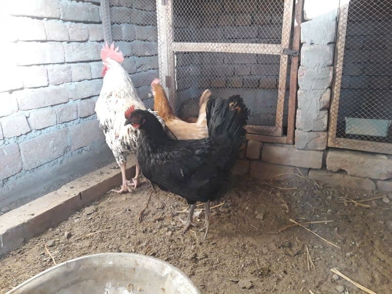 Golden Misri hens egg laying for sale 7