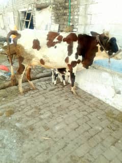 Fresian Cross Taza Soe Cow For Sale Rawalpindi