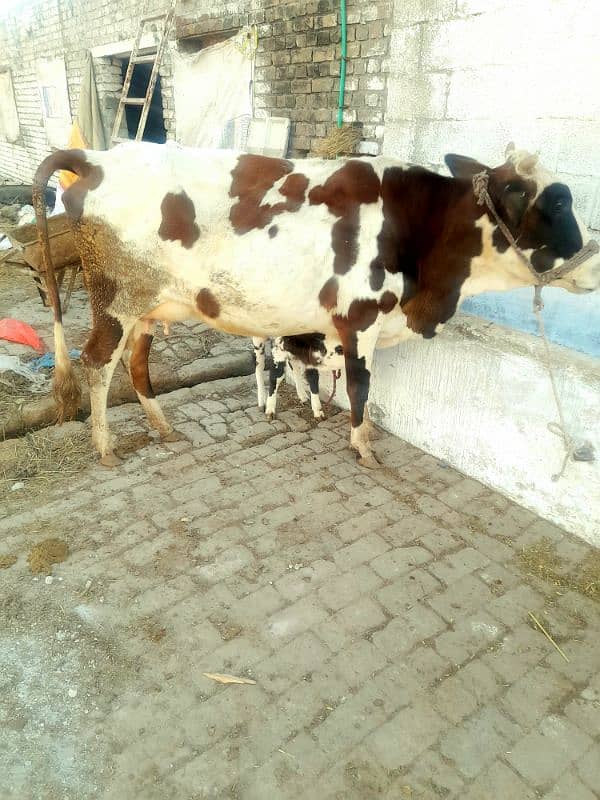 Fresian Cross Taza Soe Cow For Sale Rawalpindi 0