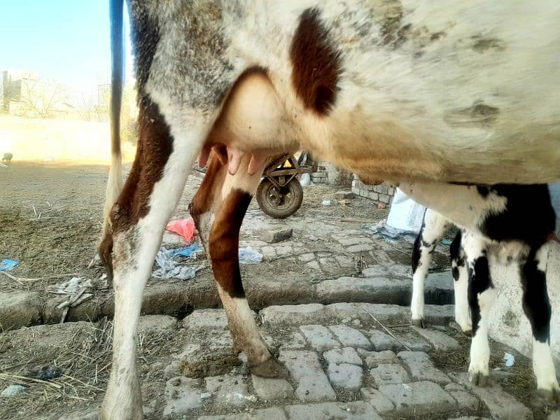 Fresian Cross Taza Soe Cow For Sale Rawalpindi 1