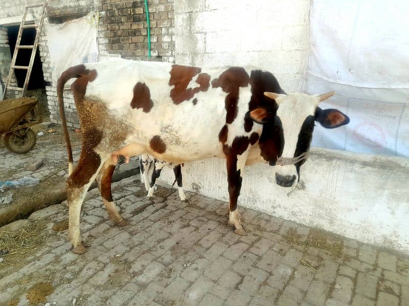 Fresian Cross Taza Soe Cow For Sale Rawalpindi 2