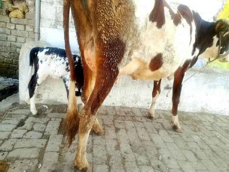 Fresian Cross Taza Soe Cow For Sale Rawalpindi 3