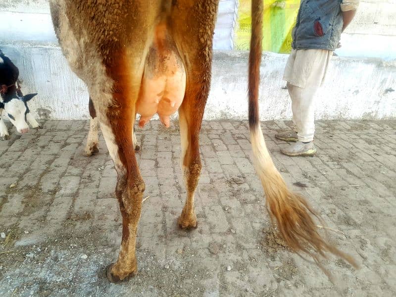 Fresian Cross Taza Soe Cow For Sale Rawalpindi 4