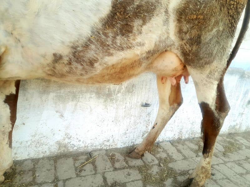 Fresian Cross Taza Soe Cow For Sale Rawalpindi 5