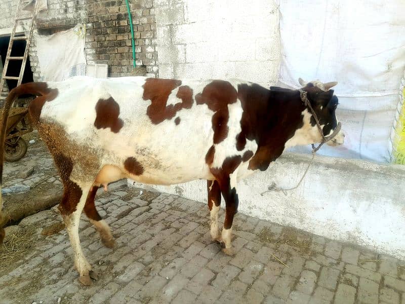 Fresian Cross Taza Soe Cow For Sale Rawalpindi 6