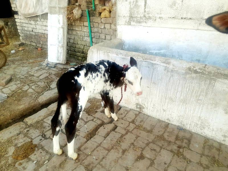 Fresian Cross Taza Soe Cow For Sale Rawalpindi 7