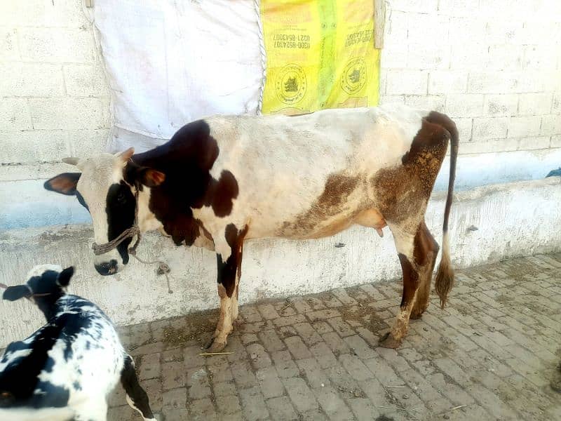 Fresian Cross Taza Soe Cow For Sale Rawalpindi 8