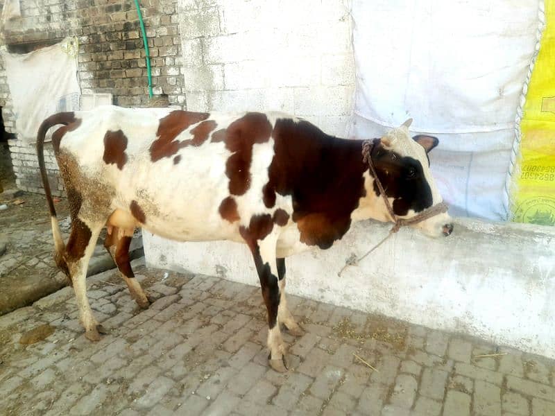 Fresian Cross Taza Soe Cow For Sale Rawalpindi 9