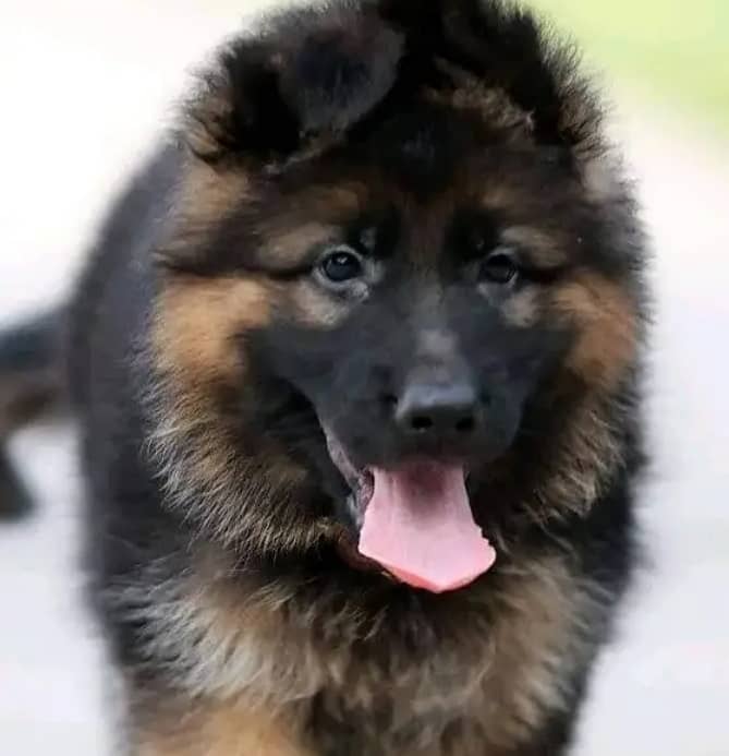 German Shepherd puppies 03262839519 4