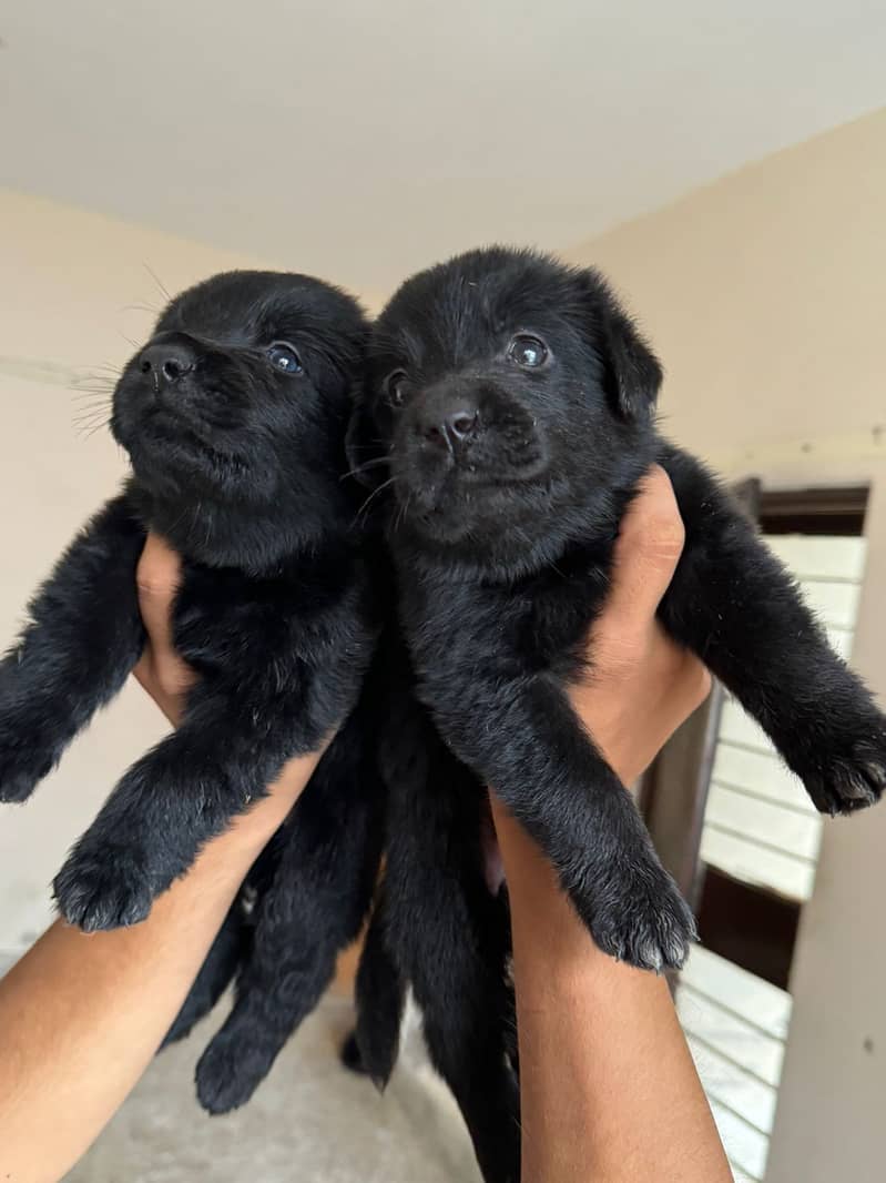 German Shepherd puppies 03262839519 5