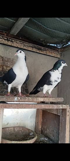 pigeons