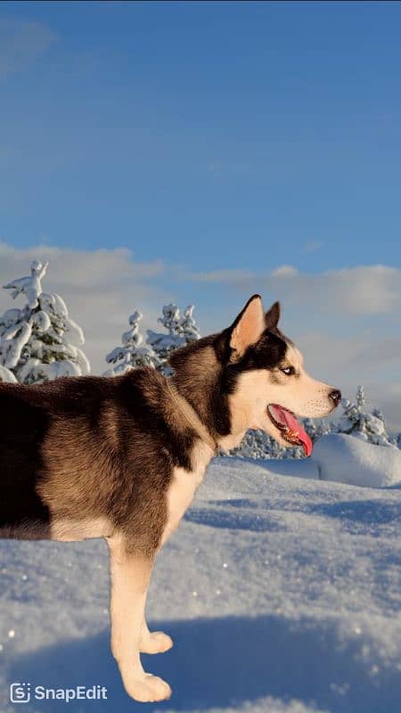 Siberian Husky 1