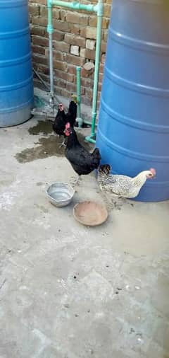 egg laying females hens