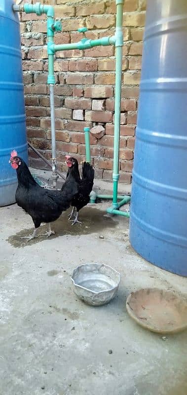 egg laying females hens 1