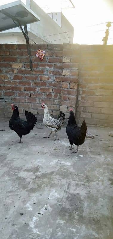 egg laying females hens 2