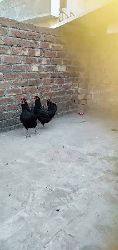 egg laying females hens 3