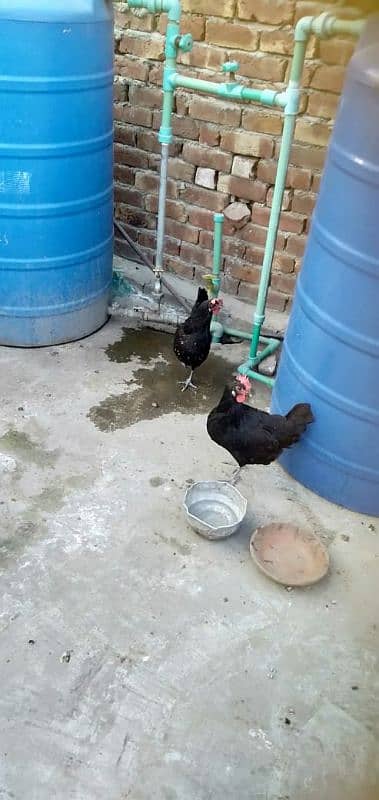 egg laying females hens 4