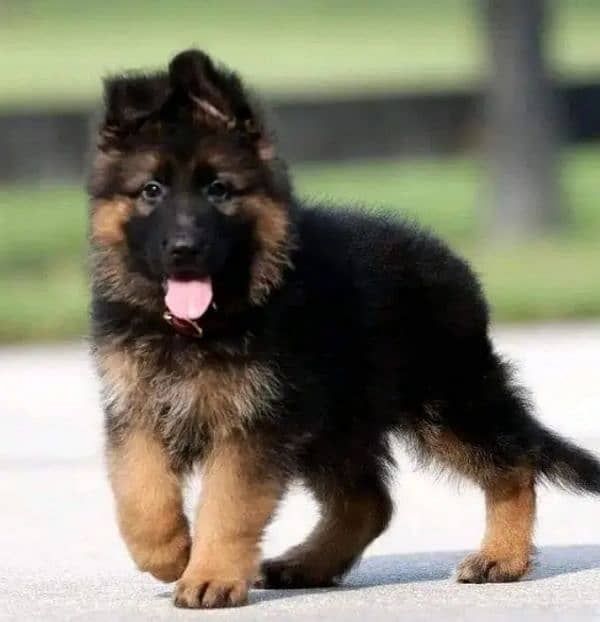 German Shepherd puppies 03262839519 3