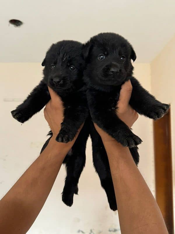 German Shepherd puppies 03262839519 5