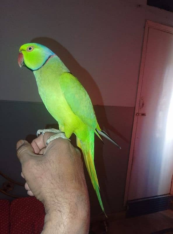 GREEN RINGNECK FACE TO FACE TALKING  MALE 0