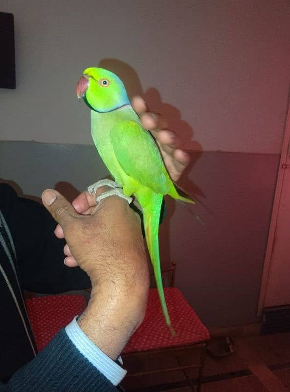 GREEN RINGNECK FACE TO FACE TALKING  MALE 1