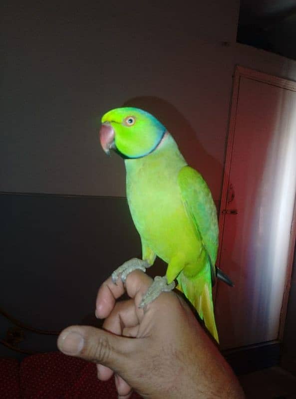 GREEN RINGNECK FACE TO FACE TALKING  MALE 2