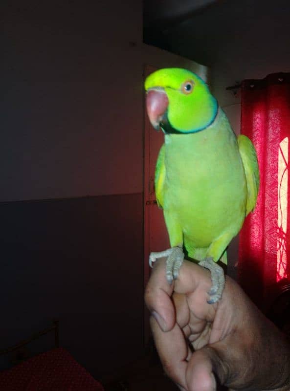 GREEN RINGNECK FACE TO FACE TALKING  MALE 3