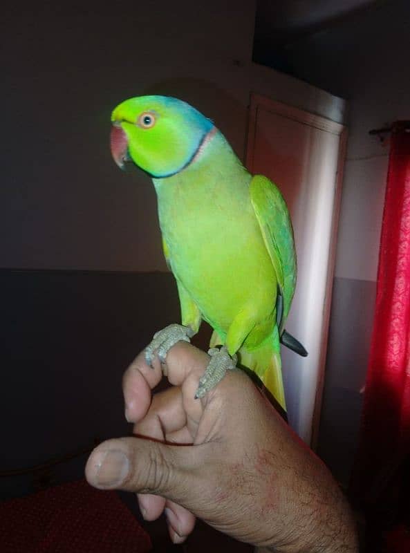 GREEN RINGNECK FACE TO FACE TALKING  MALE 4