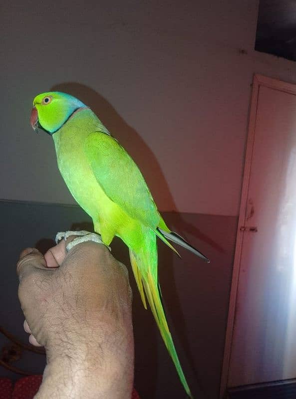 GREEN RINGNECK FACE TO FACE TALKING  MALE 5