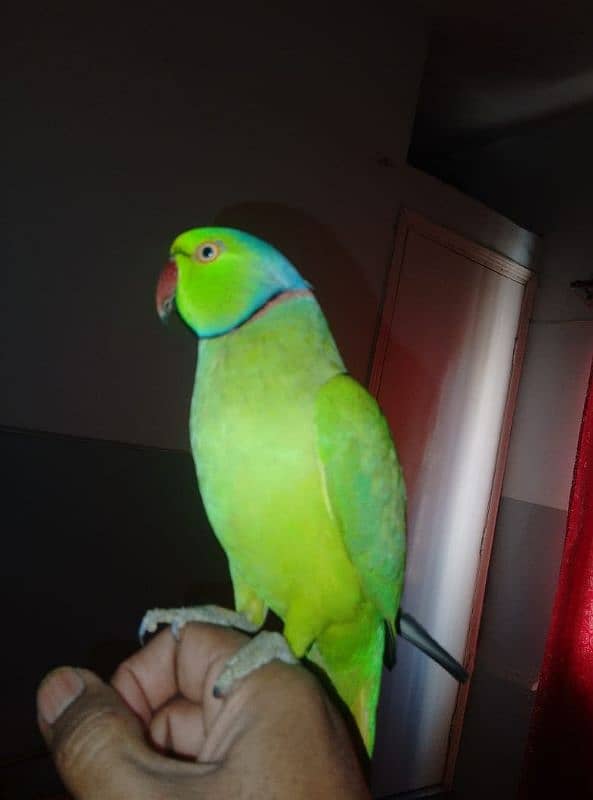 GREEN RINGNECK FACE TO FACE TALKING  MALE 6