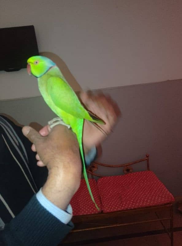 GREEN RINGNECK FACE TO FACE TALKING  MALE 7