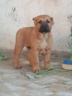 Turkish kangal male age 2 month best for security