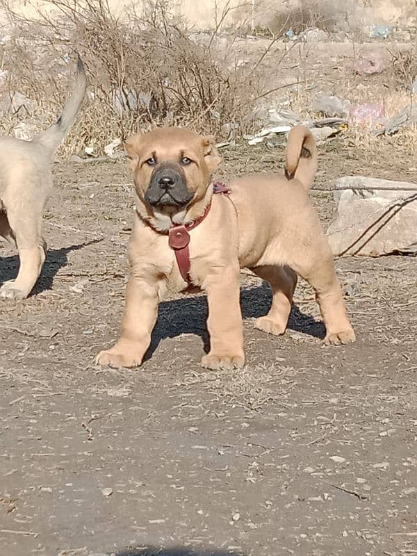 Turkish kangal male age 2 month best for security 1