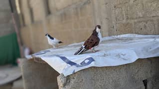 Breading Pigeons