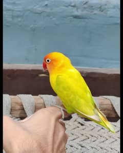 hand tame love bird