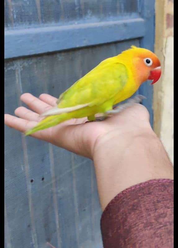 hand tame love bird 1