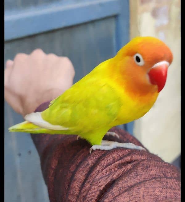 hand tame love bird 2